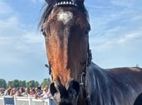 Consistent week for David Pipe stable