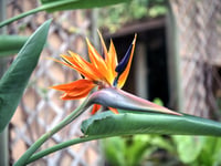 Walk the 'Mediterranean Mile' of exotic plants