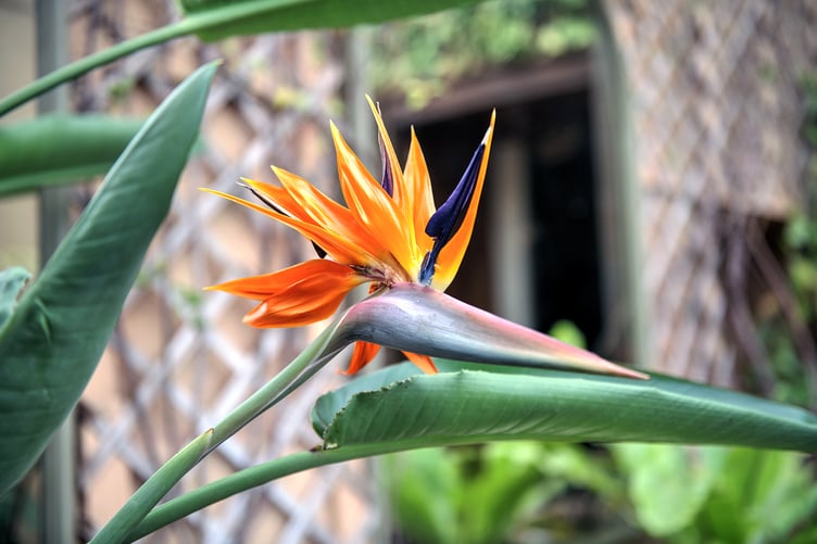 This Bird Of Paradise can be seen in Dunster Castle's terraced gardens. PHOTO: Dave Wood.