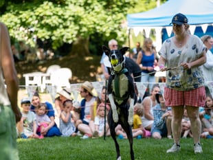 Town celebrates four-legged friends