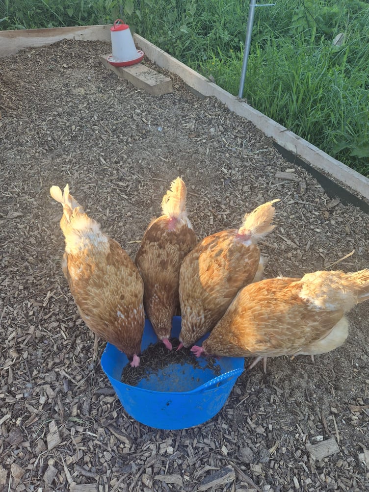 The 'Pecky Blinders', Sonia Watters' four hens named after the female leads in the television drama 'Peaky Blinders'.
