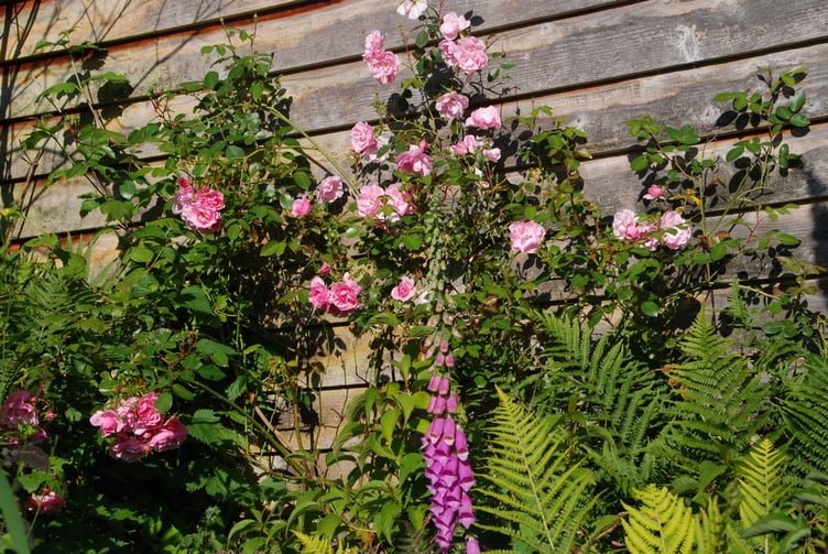 Elworthy Cottage garden will be open to the public again on June 23.
