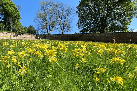 Cowslip growing on the Quantock Hills.