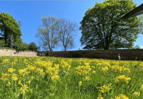 Botanical exhibition to show painting and drawings of Quantocks nature for first time