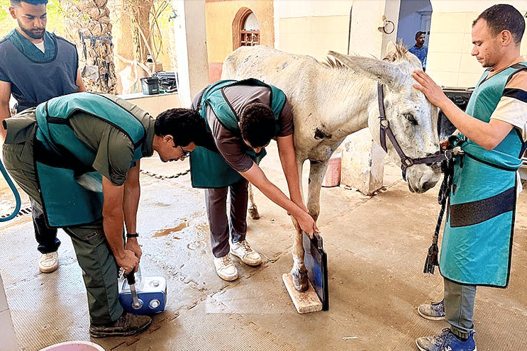 Eqypt Equine Aid staff help a donkey at one of their clinics.