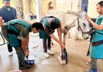 Bowling club's Watchet music quiz to support working animals charity in Egypt