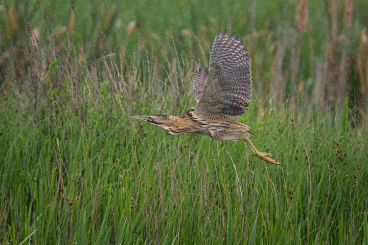 A bittern in flight taken locally at the Somerset Wildlife Trust Catcott Nature Reserve.