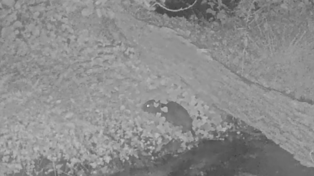 Exmoor sees wild beaver kits born four centuries after the animals were wiped out