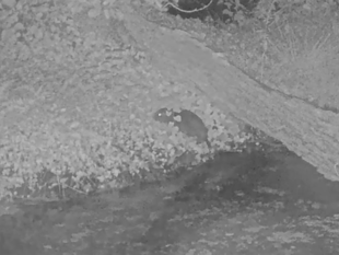 Wild beavers born on Exmoor after 400 years