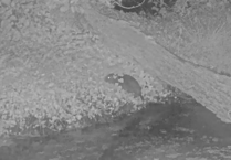 Exmoor sees wild beaver kits born four centuries after the animals were wiped out