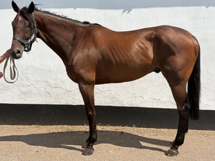 Eight-time Swedish-born winner Harry is up for sale 
