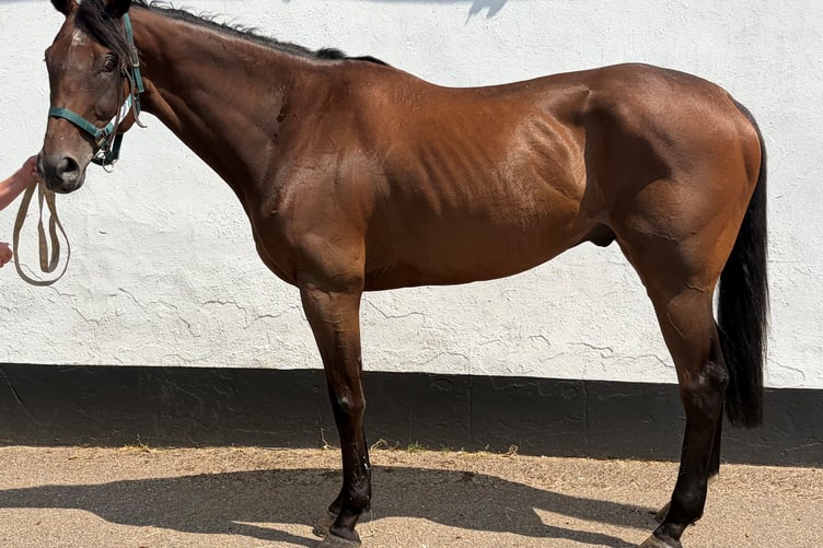 New recruit Harry is looking for an owner