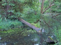 Very rare black-crowned night heron spotted in West Somerset