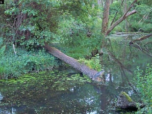 Very rare black-crowned night heron spotted in West Somerset