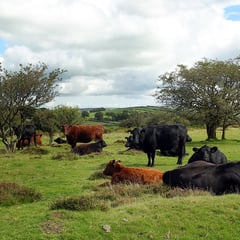 Demand for Government action as livestock disease spreads