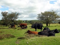 Demand for Government action as livestock disease spreads