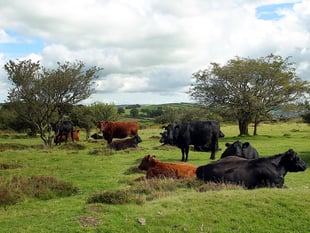 Demand for Government action as livestock disease spreads