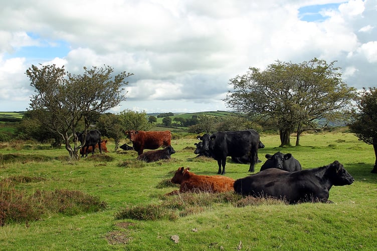 Cattle like these on Exmoor are having to be rounded up for vaccinations against bluetongue disease.