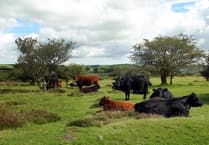 MP tells Biosecurity Minister urgent action needed to stop bluetongue disease spread