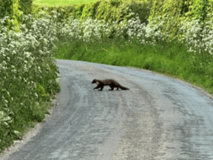Secretly-released pine martens are breeding