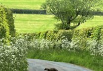 Footage captured of first pine marten kits born on Exmoor in more than 150 years