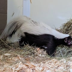 Anybody lost a skunk?