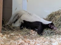 Anybody lost a skunk?