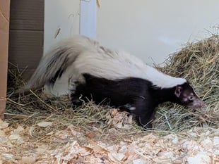 Anybody lost a skunk?