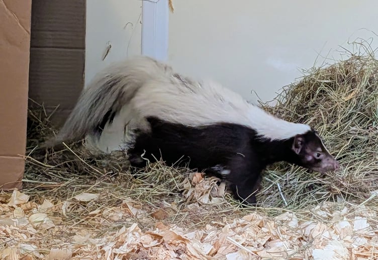 This skunk has just been trapped by Tropiquaria Zoo staff in a garden near Taunton and is being looked after while efforts are made to find its owner.