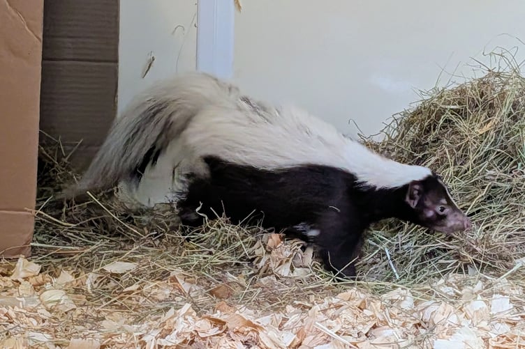 This skunk has just been trapped by Tropiquaria Zoo staff in a garden near Taunton and is being looked after while efforts are made to find its owner.
