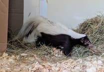 Tropiquaria Zoo staff trap skunk roaming in people's gardens