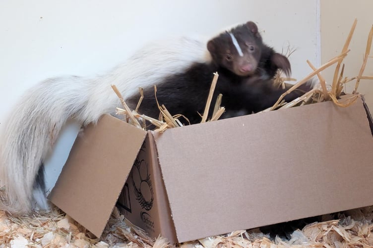 A temporary new home has been provided by Tropiquaria Zoo after staff caught this skunk in a garden near Taunton.