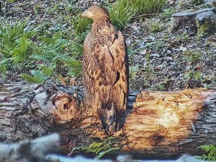 Sea eagles back on Exmoor after 200 years