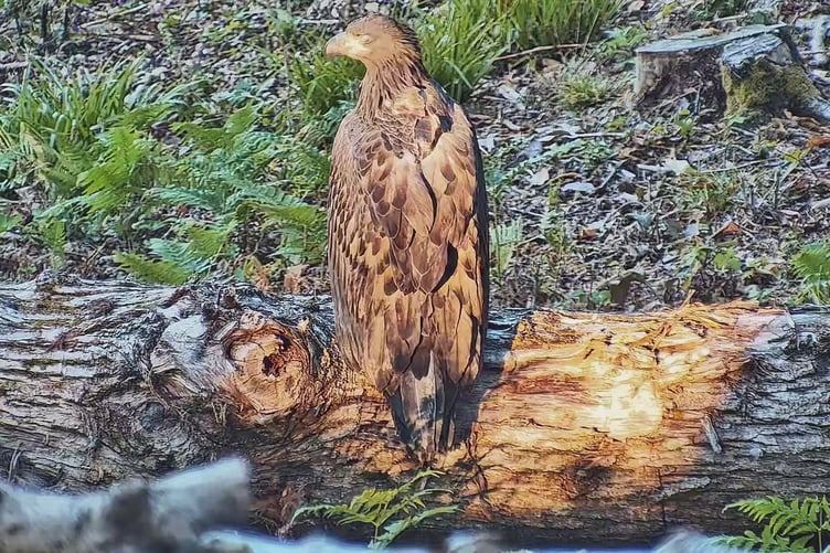 One of the sea eagles which has been released on Exmoor.