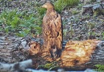 Secret release on Exmoor of white-tailed eagles despite farmers' worries