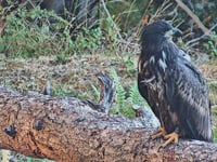 Hotline set up for worries over sea eagles