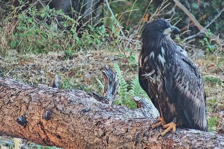 A white-tailed eagle shortly before its release on Exmoor.