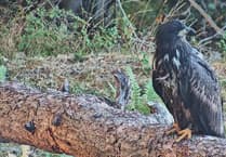 Farmers' hotline established to report issues with Exmoor white-tailed eagles