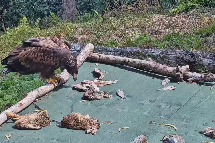 A white-tailed eagle on a feeding table in its pen shortly before being released on Exmoor.