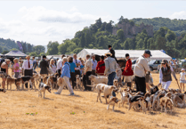 From 'quack pack' to hounds, falconry, and vintage tractors at Dunster Country Fair