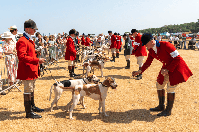 Judging hounds at this year's Dunster Country Fair. PHOTO: LadnersPix Photography.