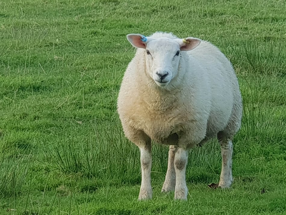 MP wants bluetongue action - now
