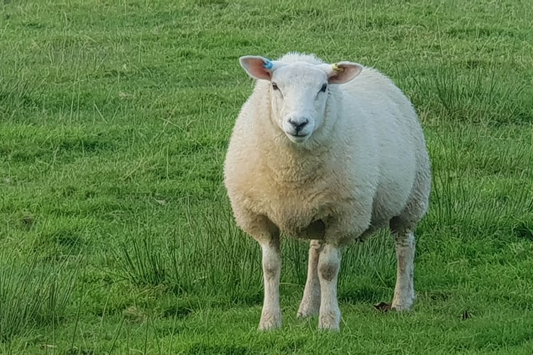 Sheep and cattle on Exmoor have been hit by bluetongue disease.