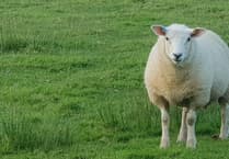 Exmoor bluetongue outbreak exposes lack of Government preparedness says MP