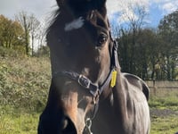 Jumps racing resumes this coming weekend 
