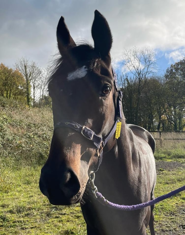 Activist - a four-time winner