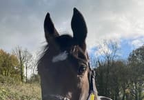 Jumps racing resumes this coming weekend