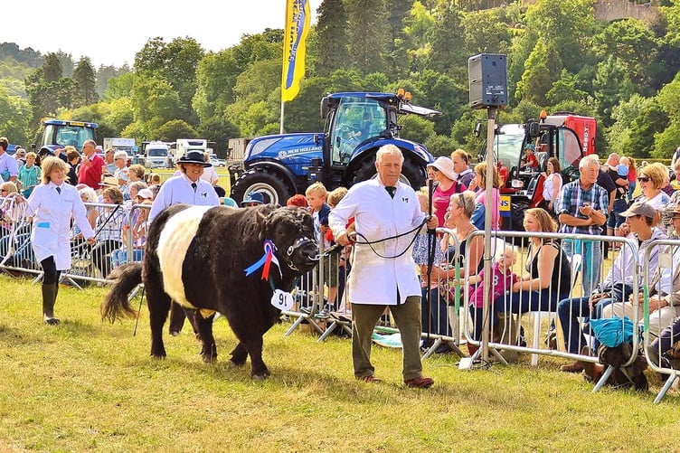 A prize bull is paraded at a previous Dunster Show.