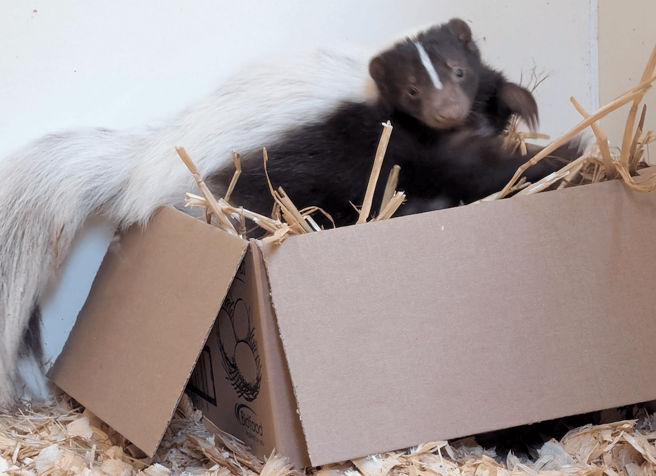 More skunks on the loose