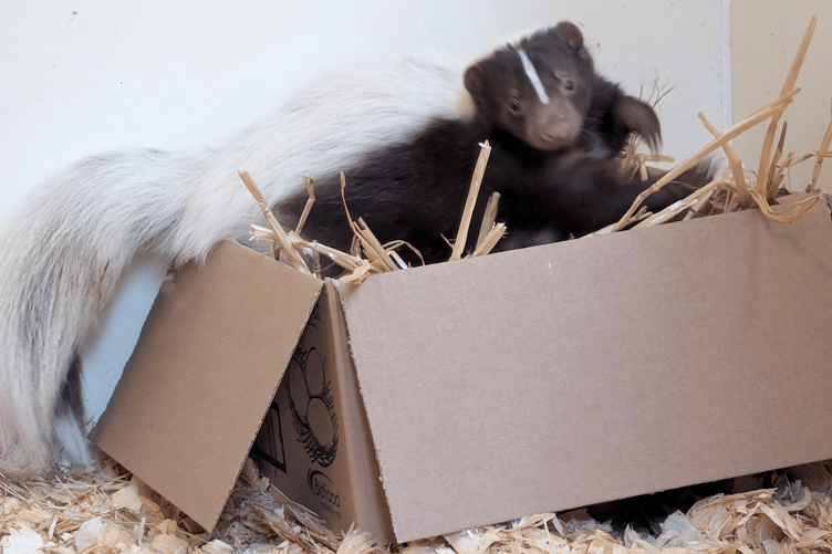 A second skunk on the loose has been trapped and is now being cared for by Tropiquaria Zoo.